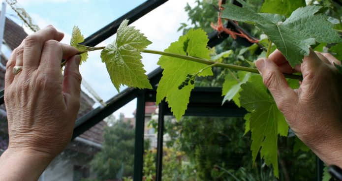 Основні операції по обрізанню винограду проводяться ранньою весною і пізньою осінню