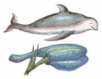 Свою назву дельфініум отримав за схожість бутонів з тілом сірого дельфіна, що мешкає в Іонічному морі, біля берегів Греції
