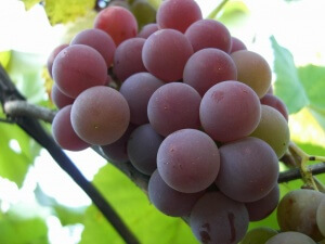 Вибираючи для вирощування елітні сорти винограду, необхідно враховувати особливості рослин: