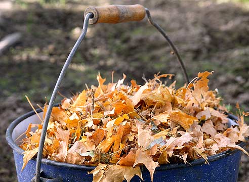 Прихильники прибирання вказують, що опале листя -   прекрасне місце для зимівлі як збудників   багатьох рослинних хвороб, так і не менш   численних комах-шкідників