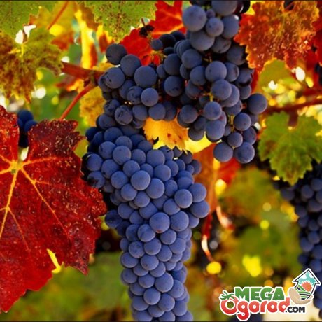 Огляд кращих сортів винограду для вирощування