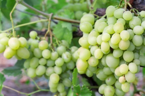 Кількість грон, які здатні сформуватися на одній виноградній лозі відповідає віку самої рослини