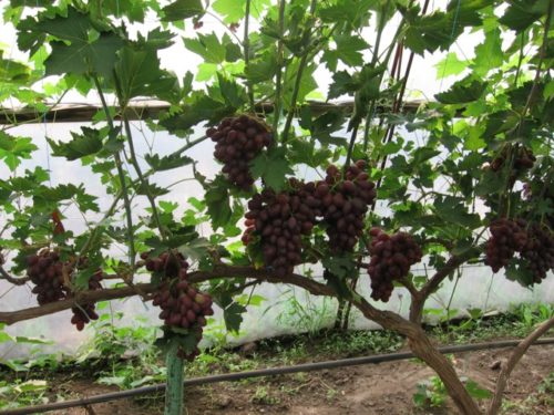 Виноград вважається довгожителем серед культурних представників флори і при сприятливих умовах може жити до 100-150 років