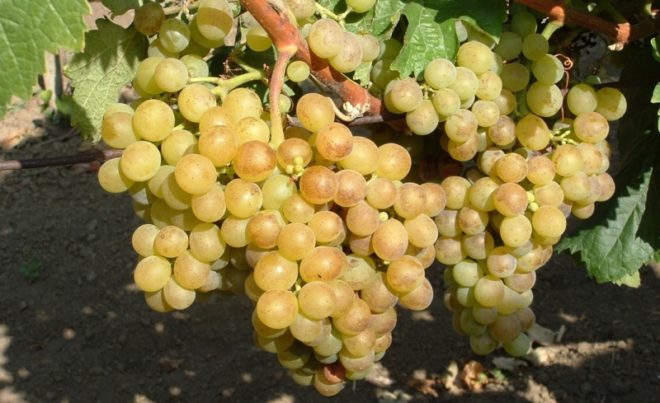 Багато хто любить столовий виноград - він корисний, красивий і смачний