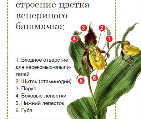 Решта листочки оцвітини мають більш стандартну форму: два стирчать або закручених в спіраль з боків, над губою нависає дахом один з чашолистків, а два інших, зрощених, ховаються під нею