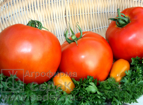 Жирні томати, про які піде мова, можна і перевозити, і зберігати