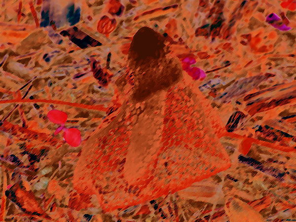 Комп'ютерна обробка веселки власником сайту - спотворення кольорового сприйняття   Приклад колірного спотворення фото (імітація на ПК ЕОМ) в блакитний палітрі Атомний смерч   і оранжево-червоною палітрі Помаранчева смерть, комп'ютерна ЕОМ імітація роботи мозку   Полегшує біологічне сприйняття грибів людиною і роботу з грибами складних категорій   Завантажити безкоштовно   палітри біологічного сприйняття зображення органами почуттів людини