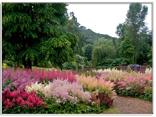 Квіти астильби в дизайні саду добре використовувати поряд з такими тіньовитривалими рослинами, як папороть, хости і аквілегіі