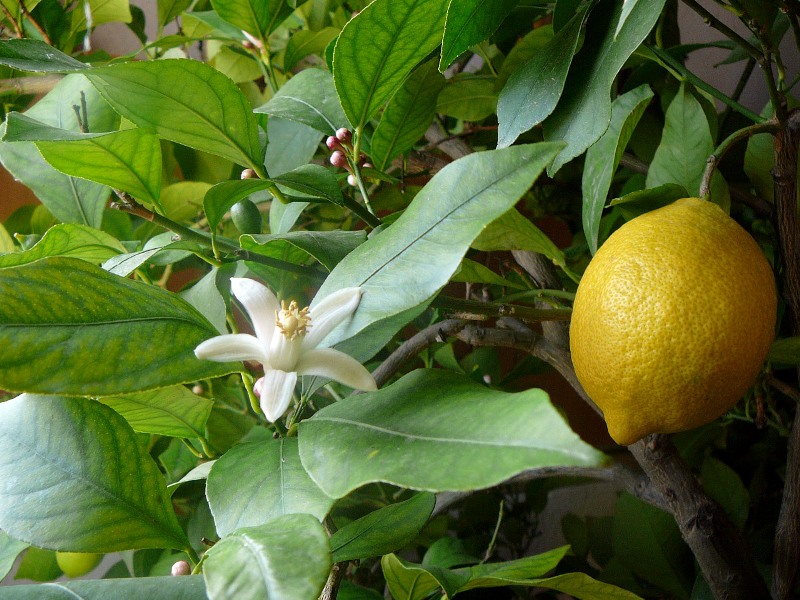 Всі вищевикладені принципи в рівній мірі застосовні для вирощування в кімнатних умовах не тільки лимона, але і інших субтропічних культур - фейхоа, мушмули японської, інжиру, грейпфрута, мандарина, кінкана та інших культур