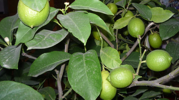 Називати його стали на честь міста, який першим став вирощувати гарні лимонні дерева
