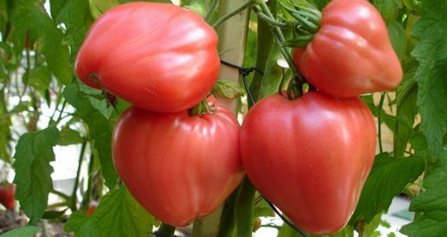 Яскраво-червоні плоди округлої форми, середнього розміру