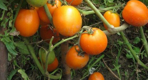 Яскраво-червоні округлі помідори вагою до 90г
