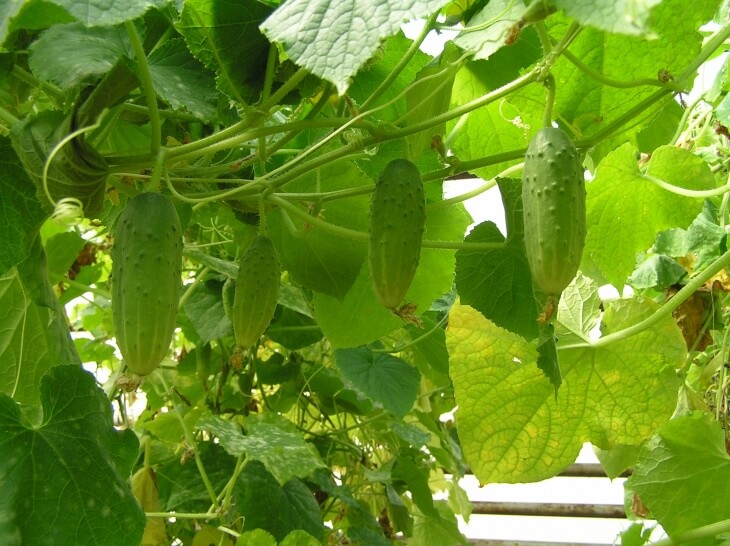 У момент активного росту стебел і листя, огірки рекомендується підживити азотними добривами