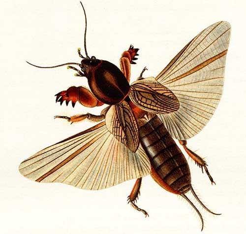 Ще одна неприємна новина - це величезна комаха вміє дуже добре літати, і зловити руками її майже нереально
