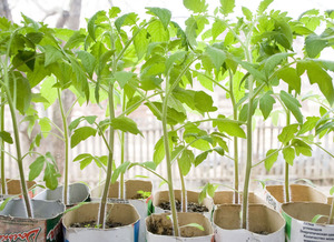 Розсаду можна вирощувати в житлових приміщеннях (квартирах, будинках) або в теплиці