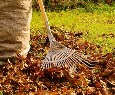 Для запобігання розвитку хвороб і появи плям на газоні, рекомендується прибирати опале листя і сміття