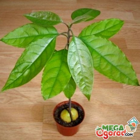 Як росте авокадо