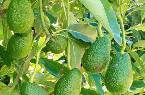 Вирощування і догляд за авокадо в домашніх умовах