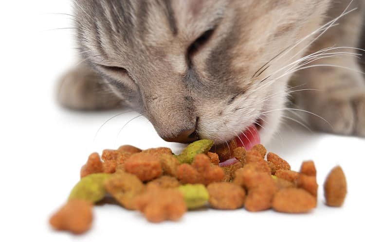 Але перш ніж годувати британських кошенят слід знати, що є і шкідливі продукти харчування