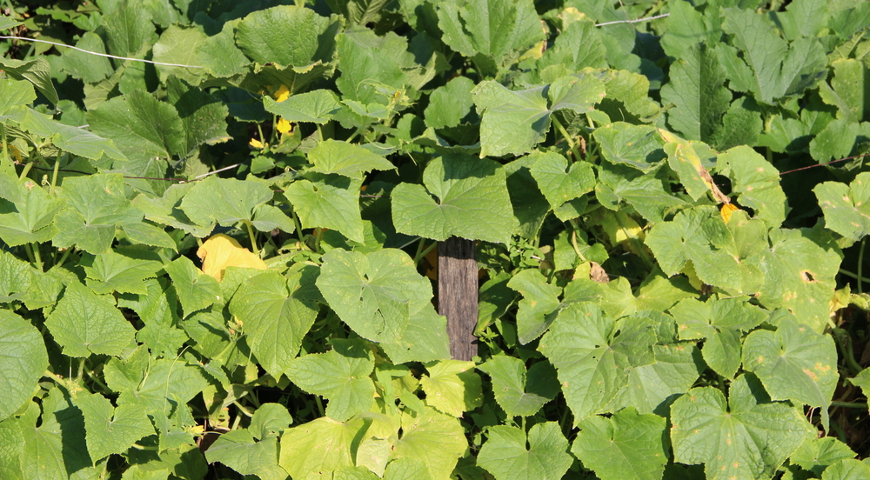 Але для хорошого розвитку і плодоношення НЕ загущающих посадки огірків, підв'язуйте і формуйте батоги, а старі пожовклі листя регулярно видаляйте