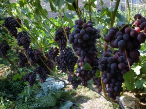 Таку культуру, як виноград прийнято вважати рослиною, яке любить тепло, але, незважаючи на це, біологічні процеси відбуваються в ньому і при досить великих морозах