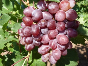 Серед великої кількості сортів винограду особливою популярністю користується «Вікторія»