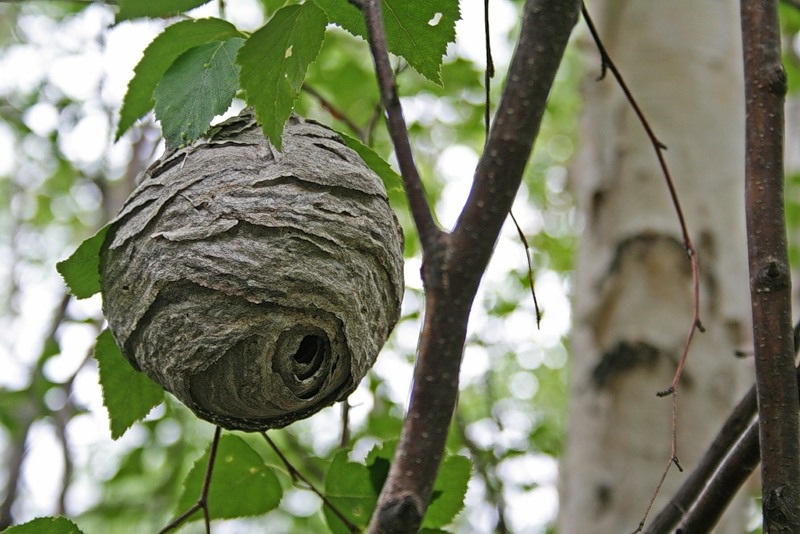 Що залишилися без гнізда комахи нападатимуть на Вас, а також почнуть шукати собі гніздо прямо у Вашому домі