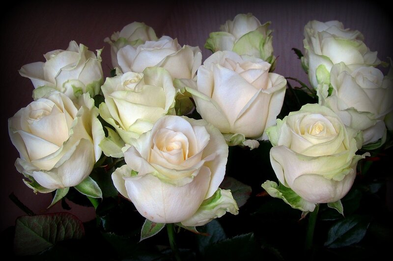 Які б спонукання рухали дарує, білі троянди, завжди будуть високо оцінені одержувачем