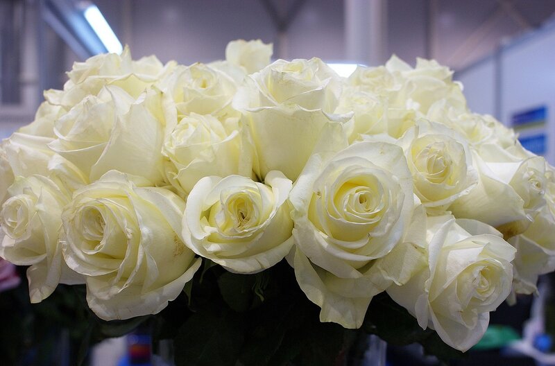 Як символ пам'яті, біла троянда символізує небесну і духовну любов, і повагу