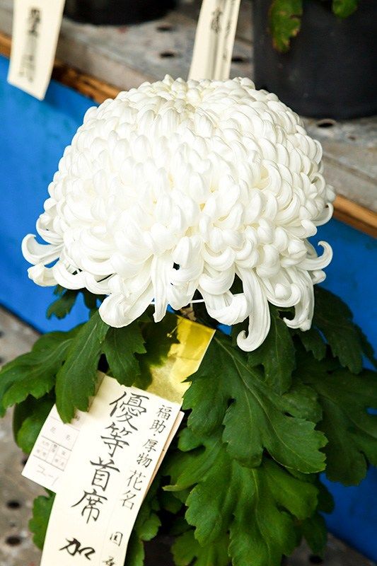 Одна квітка іппон- дзітате до 40 сантиметрів заввишки називається фукусуке-дзукури