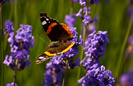 Появі великих і красивих метеликів в столиці сприяє погода і велика кількість парків і зелених зон