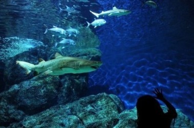 10 жовтня 2011, 1:17 Переглядів:   На австралійському гольф-курорті оселилися акули-людожери, фото AFP