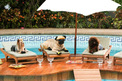 - У нашому басейні, крім нас, любить купатися і наш пес