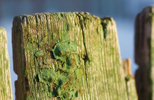 Пам'ятайте, що більшість фарб для дерев'яних парканів висихає протягом тривалого періоду, і тому рекомендується підібрати хорошу погоду