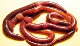 Каліфорнійські черв'яки дуже схожі на дощові, але відрізняються тим, що у них краще підвищення родючості грунту