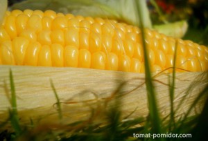 Також період вегетації збільшується при тривалості світлового дня понад 12 годин, так як кукурудза - рослина короткого дня