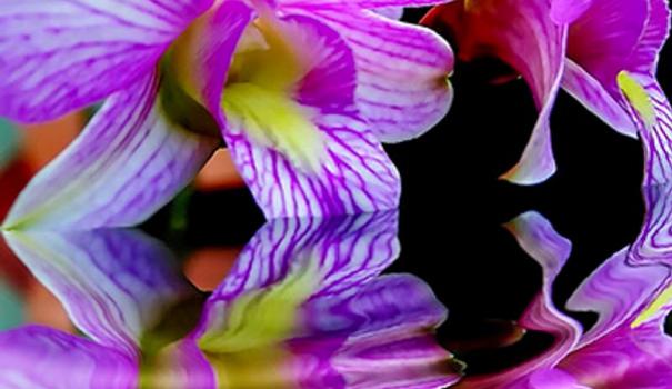 Полив орхідей в домашніх умовах - важлива умова успішного вирощування орхідей