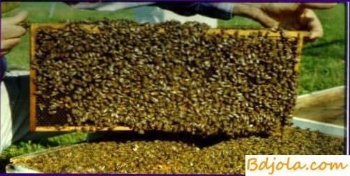 Так як ранньою весною для бджіл найважливіше корм і тепло в гнізді, то всім сім'ям, які мають мало меду або зовсім не мають його, слід дати достатню кількість корму, щоб у вулику було 6-7 кг запасів і ні в якому разі не менш 4 кг