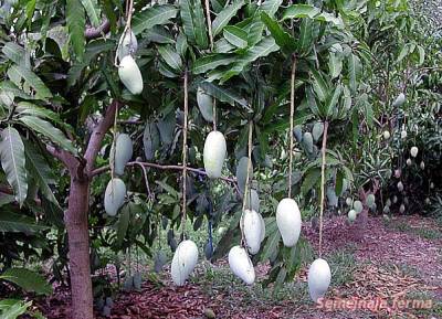Але в тому випадку, якщо в процесі вирощування манго ви будете дотримуватися всіх правил агротехніки, то ваше рослина буде активно рости, рясно цвісти і подарує вам заповітні і корисні плоди