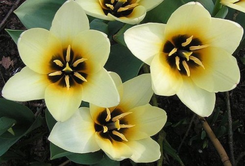 Тюльпани є, мабуть, найпопулярнішими і впізнаваними весняними квітами