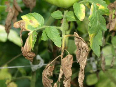 Багато фахівців рекомендують перед висадкою в грунт обробити від фітофторозу розсаду томатів