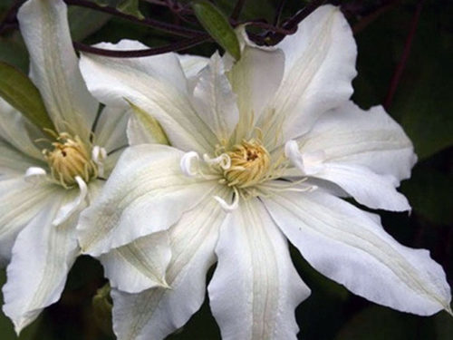 Сама ліана досить невисокого зросту, повністю покривається красивими махровими квітами білого кольору