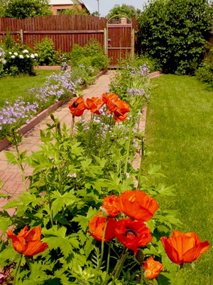 Для квітників на садових і присадибних ділянках перевагу віддають: маку снодійного, дикий, сизому, «Ширлі» і іншим однорічним видам цієї культури